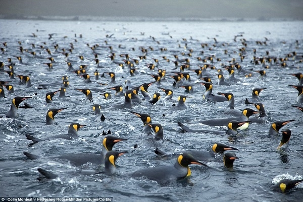 Những chú chim cánh cụt hoàng đế đang thỏa thuê tắm táp ngoài vịnh Lusitaina, bờ biển phía đông đảo Macquarie.