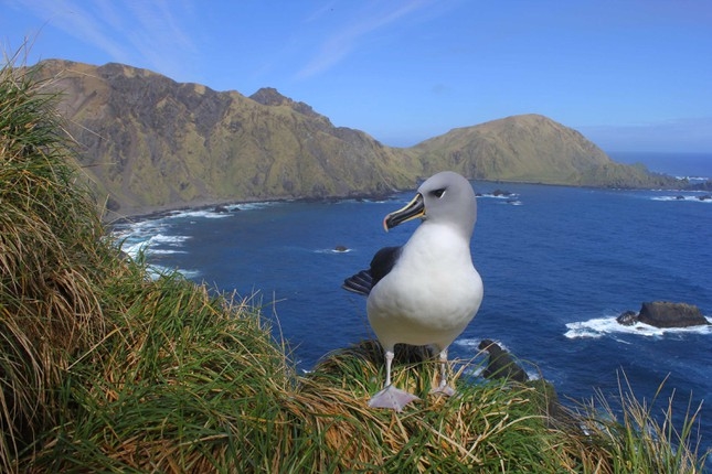  Macquarie - Đảo của những đàn chim cánh cụt 4