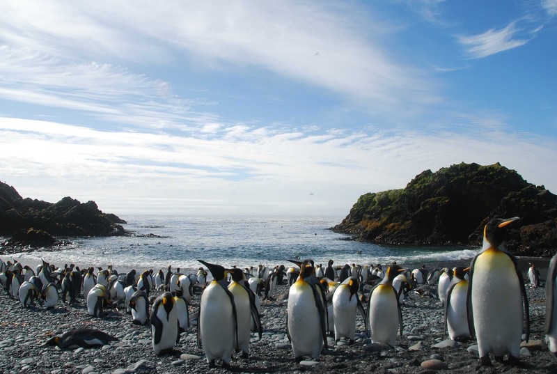  Macquarie - Đảo của những đàn chim cánh cụt 3