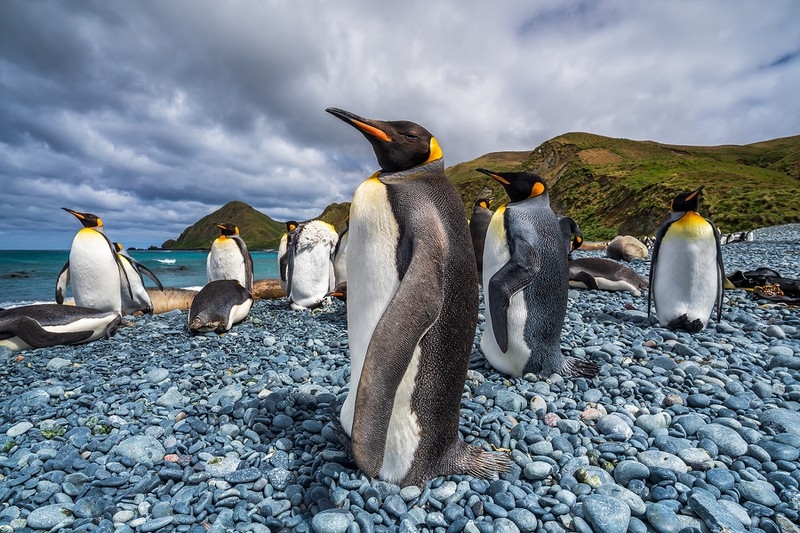 Đảo Macquarie chứa khoảng 850.000 loài chim cánh cụt hoàng gia 