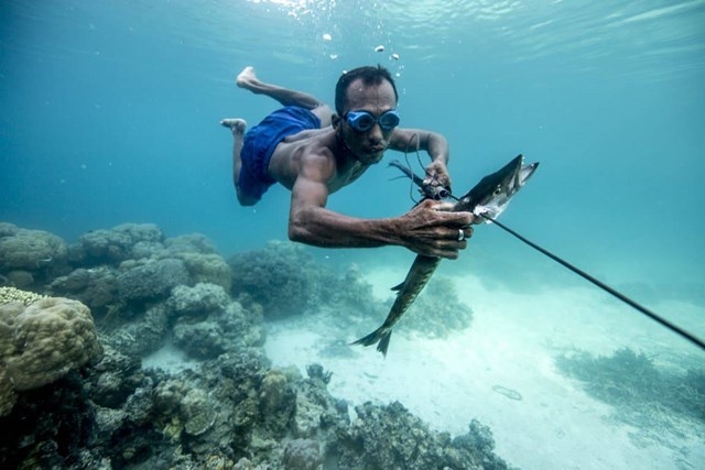 Người Bajau có thể lặn sâu cả vài chục mét để săn cá