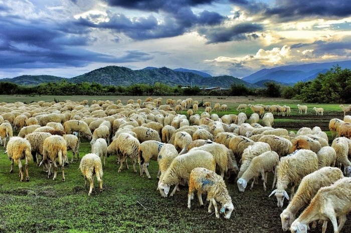 Cừu là vật nuôi chính của bà con dân tộc Chăm xã Xuân Hải