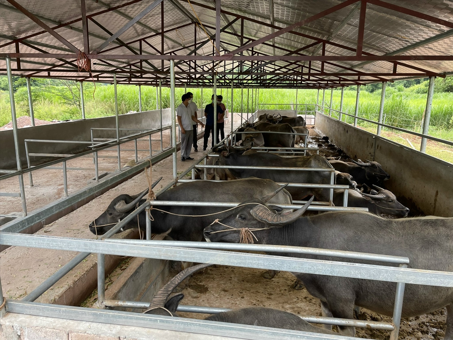 Mô hình chăn nuôi gia súc tập trung ở xã Mường Nhé, huyện Mường Nhé, Điện Biên mang lại hiệu quả cao