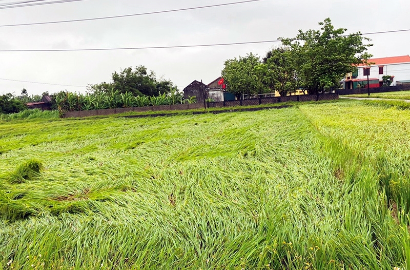 Diện tích lúa ngã đổ ở huyện Quảng Ninh, tỉnh Quảng Bình