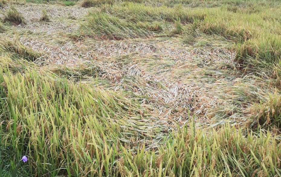 Diện tích lúa bị ngã đổ tại huyện Lệ Thủy, tỉnh Quảng Bình