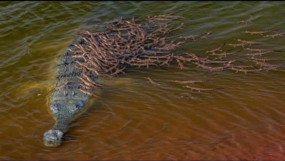 Cá sấu vượt sông 9