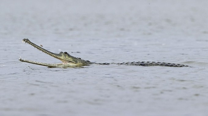 Cá sấu vượt sông 5