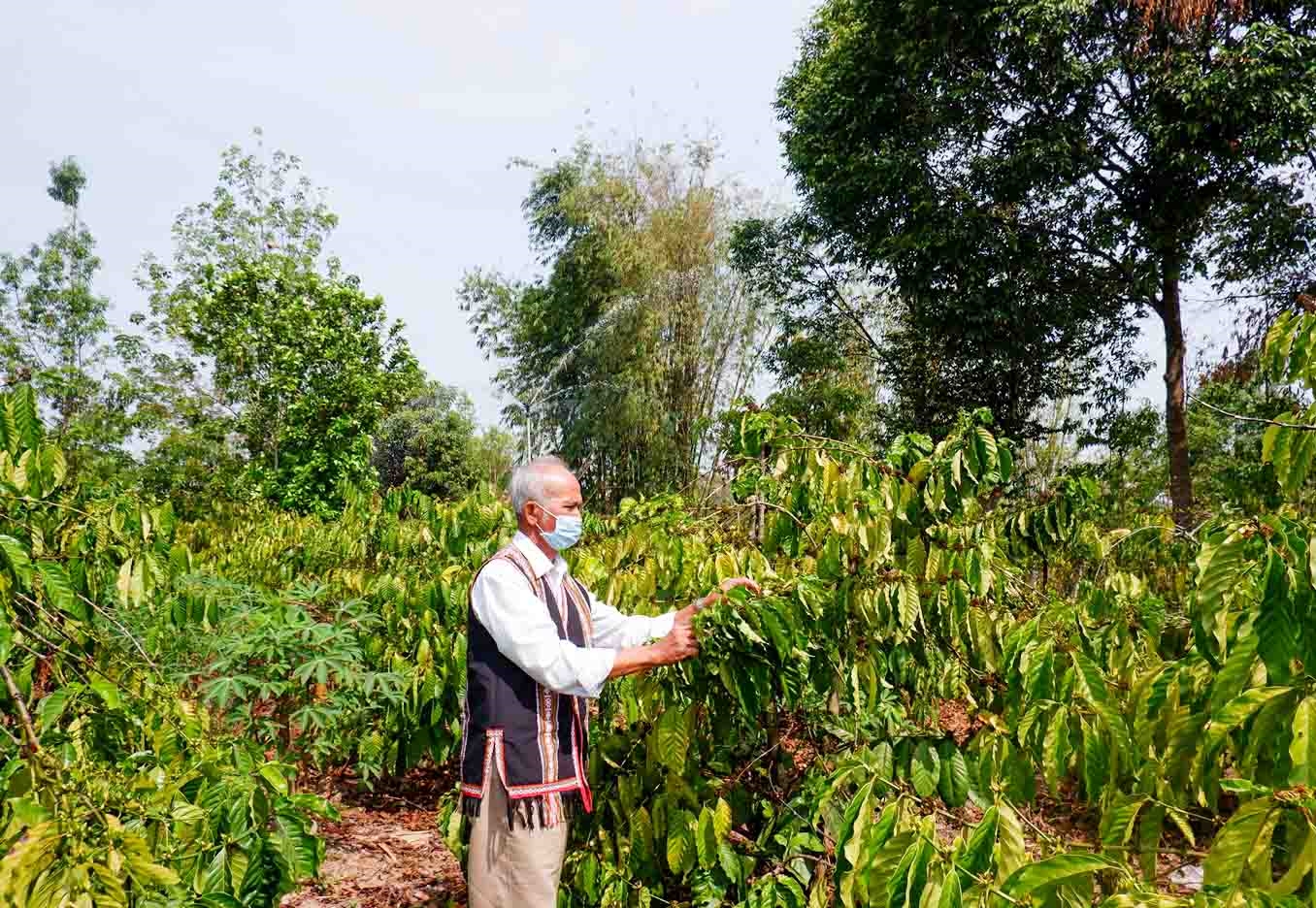 Già làng A Ker chăm sóc vườn cà phê của gia đình mình