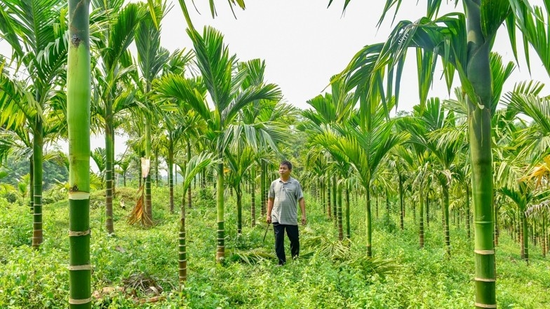 Mô hình trồng cau của anh Hà Văn Dũng làng Trô, xã Giao An, huyện Lang Chánh, Thanh Hóa