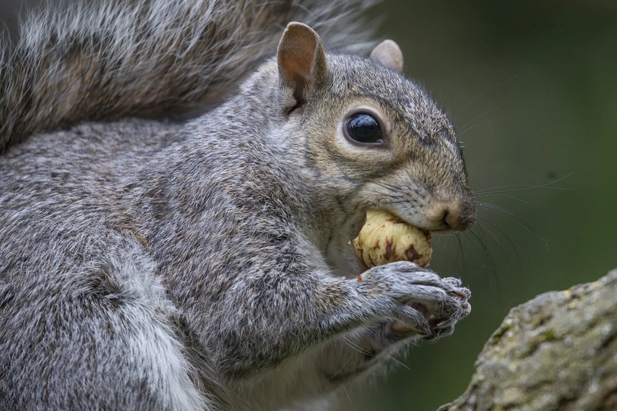 Một chú sóc xám đang ăn hạt trong công viên Greenwich ở London, Vương quốc Anh. (Ảnh: Anadolu Agency/Getty Images)