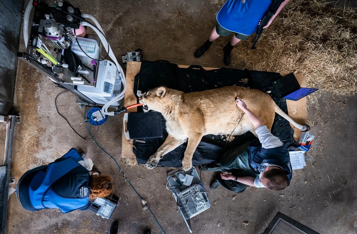 Một con sư tử 15 tuổi tại công viên động vật hoang dã Yorkshire ở Doncaster, Vương quốc Anh được các bác sĩ thú y tiến hành siêu âm để kiểm tra đường tiêu hóa, xét nghiệm máu để kiểm tra chức năng gan và thận, và chụp X-quang để kiểm tra các khớp. (Ảnh: Danny Lawson/PA)