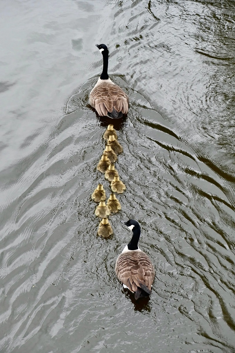 Một gia đình ngỗng Canada (Branta canadensis) bơi dọc sông Thames ở Caterham, Vương quốc Anh. (Ảnh: Geoffrey Swaine/REX/Shutterstock)