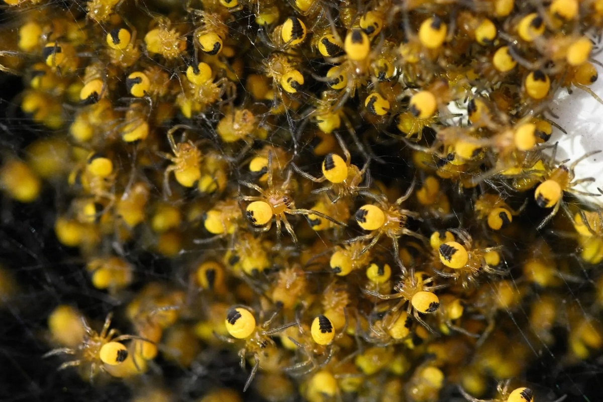 Hàng trăm con nhện vườn châu Âu (Araneus diadematus) mới nở tụ tập trên một cánh cửa xe ô-tô ở Hédé-Bazouges, gần Rennes, miền tây nước Pháp. (Ảnh: Damien Meyer/AFP/Getty Images)