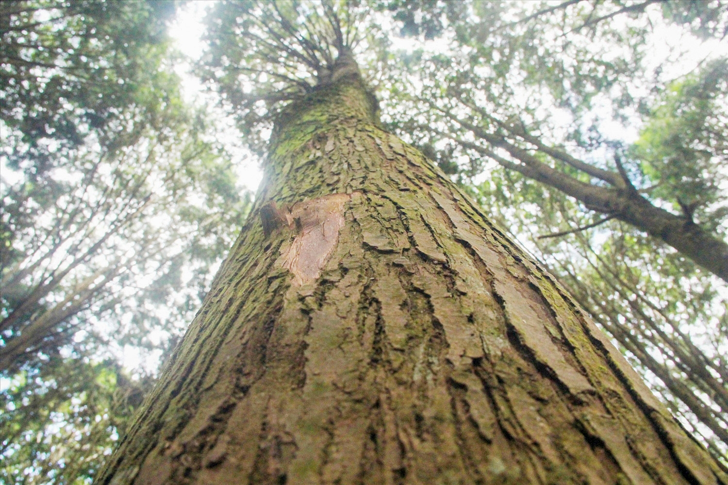 Một cây pơ mu cổ thụ có đường kính hơn 40cm trong rừng của cụ Vừ Pà Rê