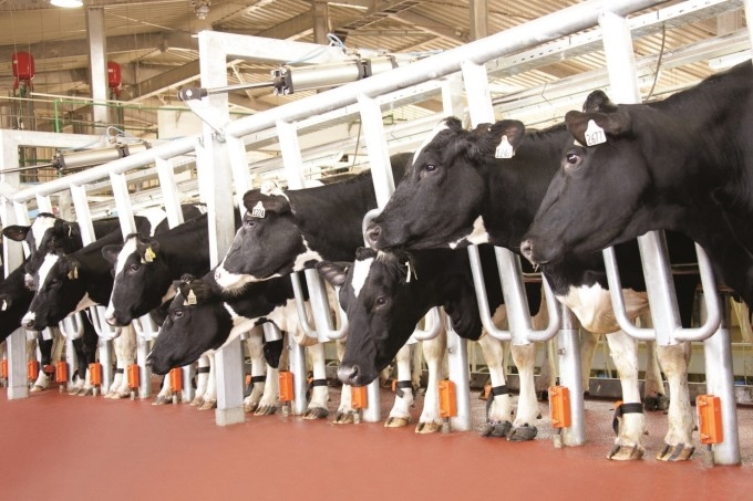 Trang trại bò sữa ứng dụng công nghệ cao của Tập đoàn TH. Ảnh: TH