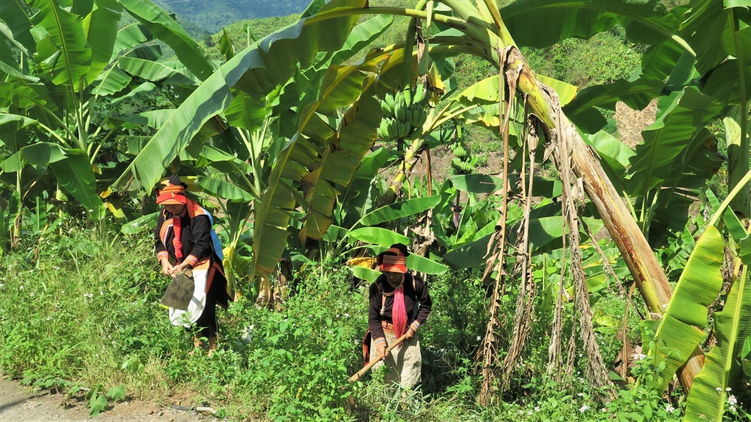 Gia đình chị Giàng Xa Ninh, xã Ma Li Pho, huyện Phong Thổ (Lai Châu) có 2 héc ta chuối, mỗi năm thu hoạch hơn 100 triệu đồng. Ảnh: Việt Hoàng/TTXVN.