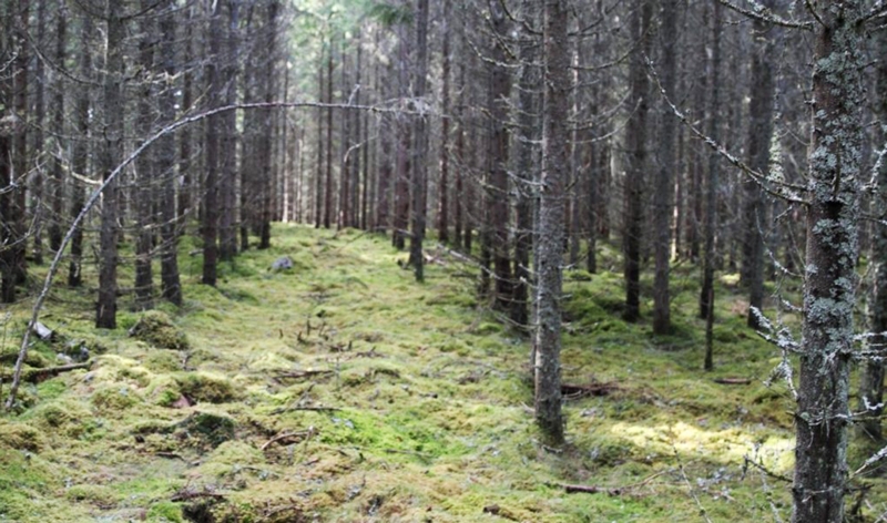 Một khu rừng ở Thụy Điển.