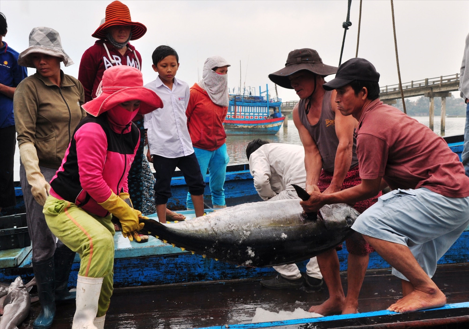 Ngư dân Khánh Hòa đánh bắt cá theo đúng quy định của IUU