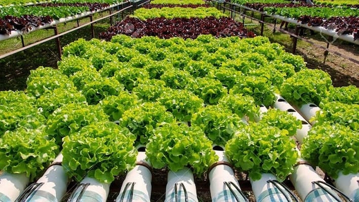 Mô hình trồng rau thủy canh tại Nhật Bản 