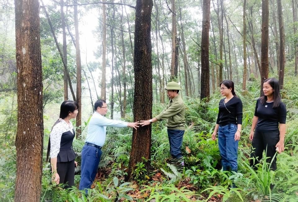 Lãnh đạo huyện Ba Chẽ thăm mô hình trồng rừng gỗ lớn ở xã Nam Sơn, huyện Ba Chẽ