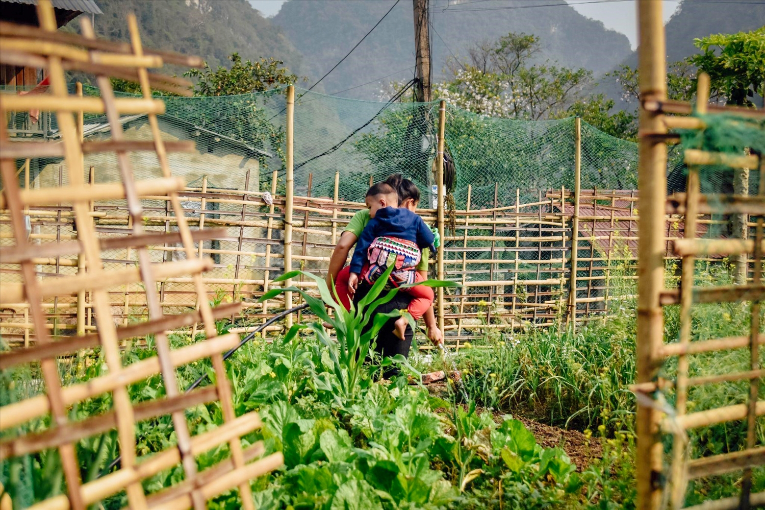 Một người phụ nữ Lào vừa trông cháu nhỏ, vừa chăm sóc vườn rau nhà trồng