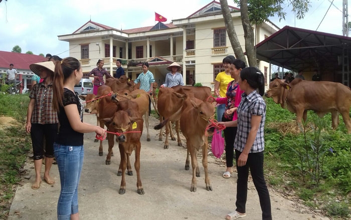 Hội viên, phụ nữ xã Quốc Khánh, huyện Tràng Định (Lạng Sơn) nhận bò giống hỗ trợ từ nguồn Đồng hành cùng phụ nữ biên cương