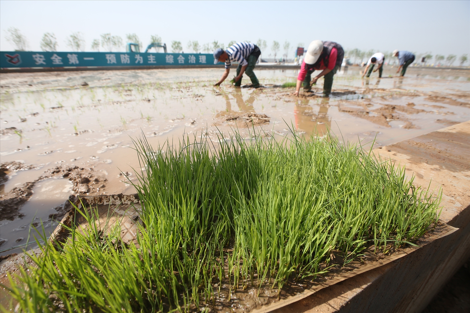 Nông dân trồng lúa chịu mặn trên cánh đồng thử nghiệm tại Trung tâm nghiên cứu và phát triển lúa chịu mặn-kiềm Qingdao ở Thanh Đảo.