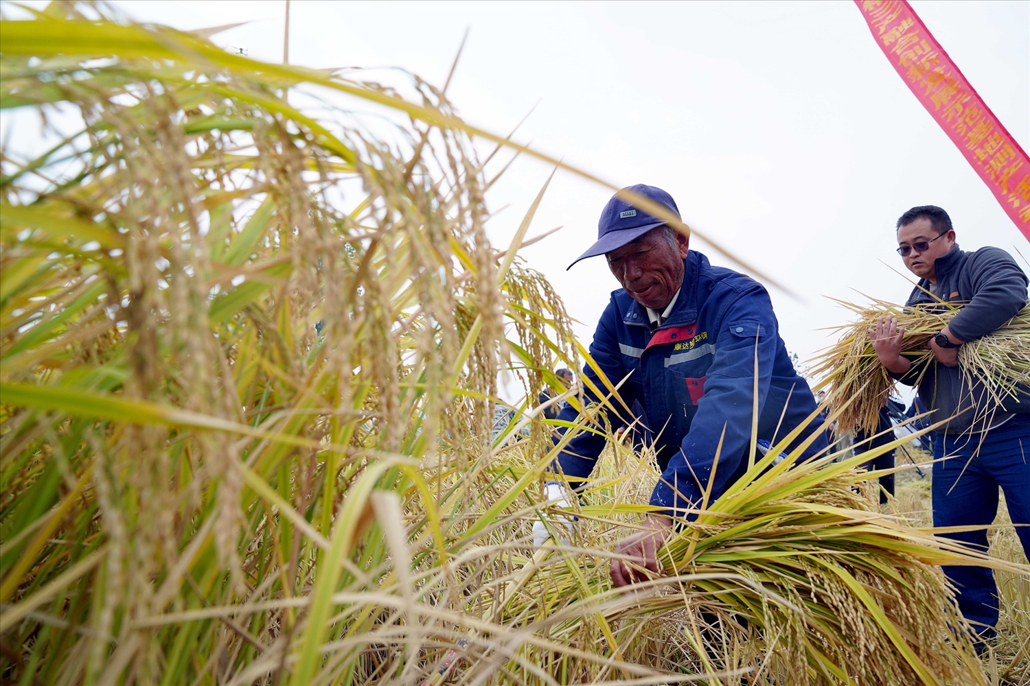 Nông dân thu hoạch lúa chịu mặn ở tỉnh Sơn Đông.