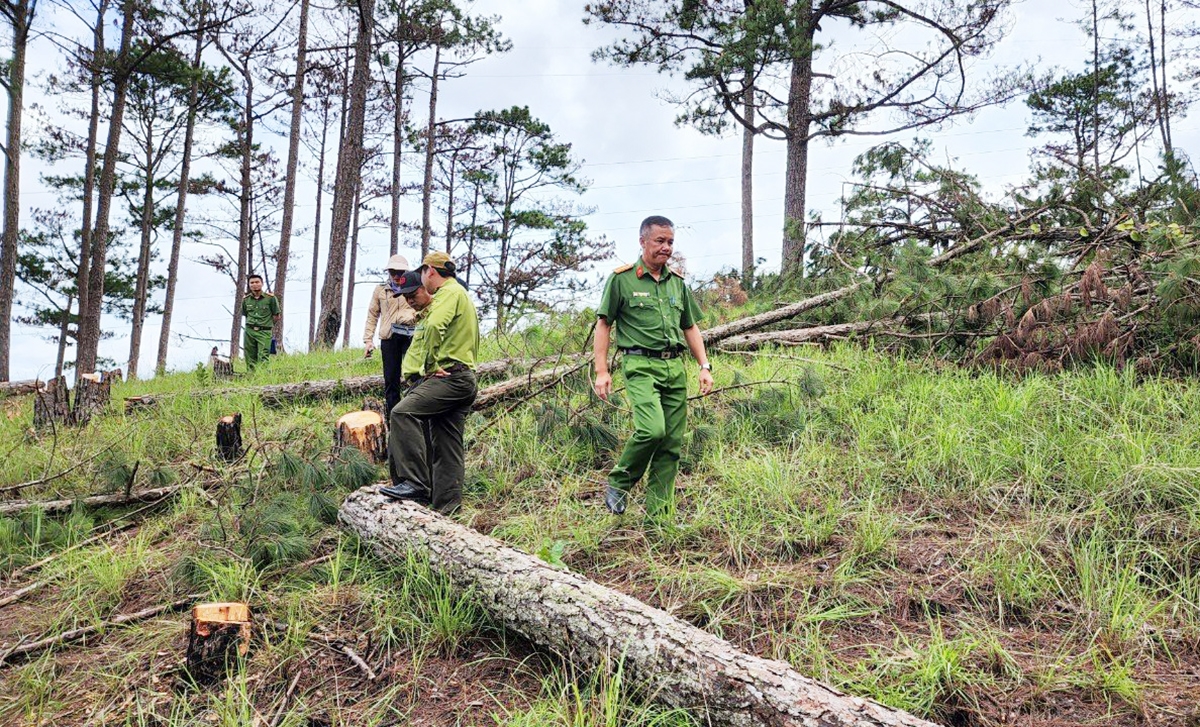 Lực lượng chức năng khám nghiệm hiện trường vụ phá rừng