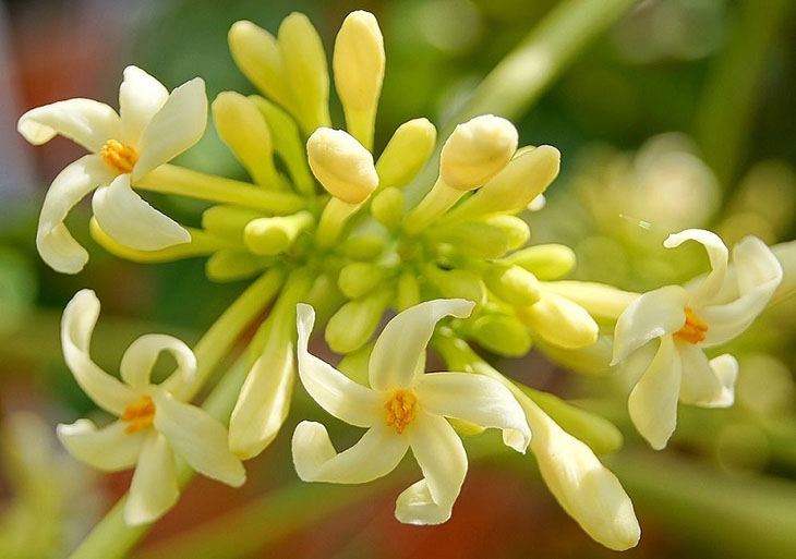 Hoa đu đủ đực được thu hái từ những cây đu đủ giống đực, là dược liệu được dùng từ lâu đời để trị bệnh, đặc biệt nổi tiếng trong trị ho. 