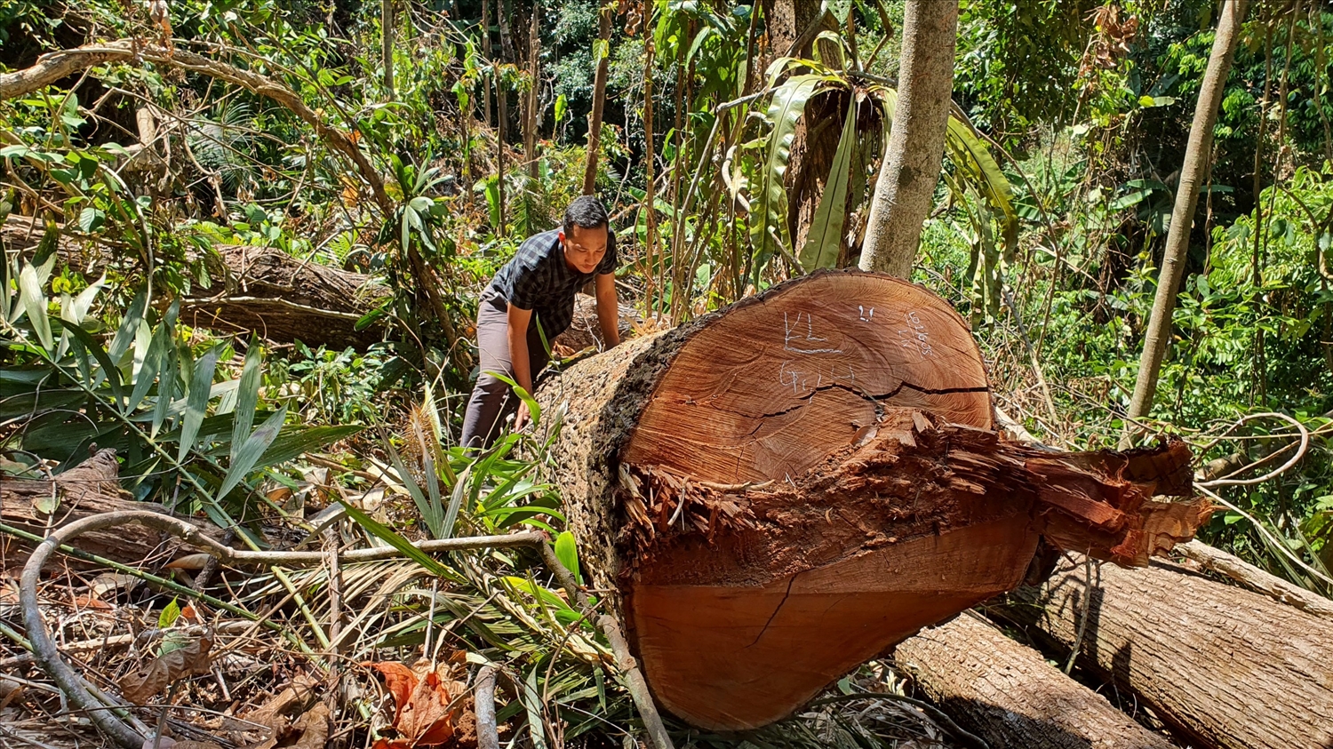 Hiện trường vụ phá rừng tại thị trấn Măng Đen, tỉnh Kon Tum (ảnh: PN).