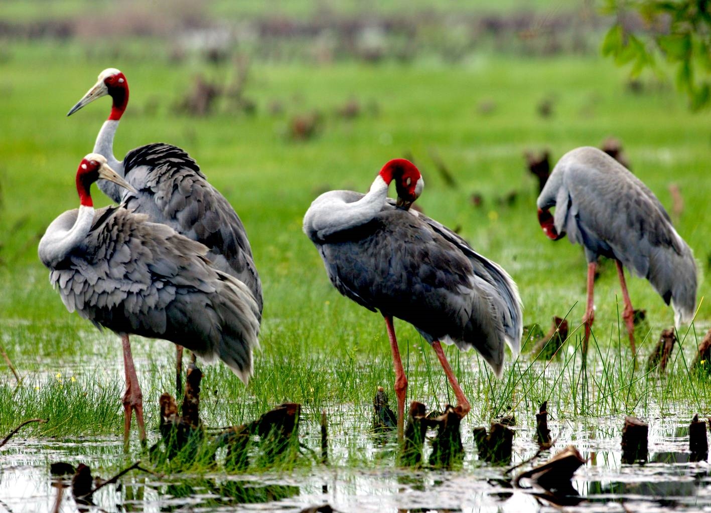 Vườn quốc gia Tràm Chim thu hút nhiều loài chim quý hiếm đến cư trú