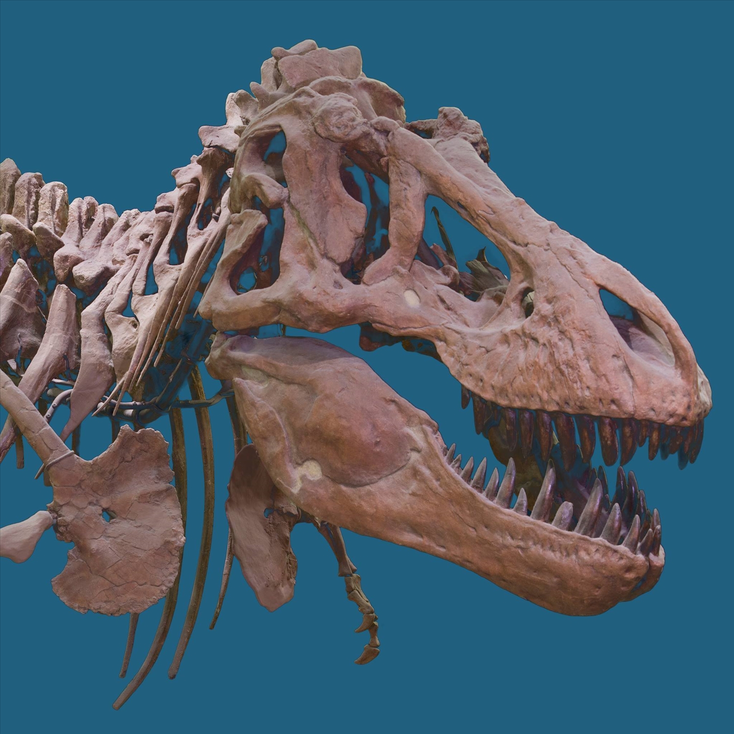 Phần đầu hóa thạch khủng long cổ đại