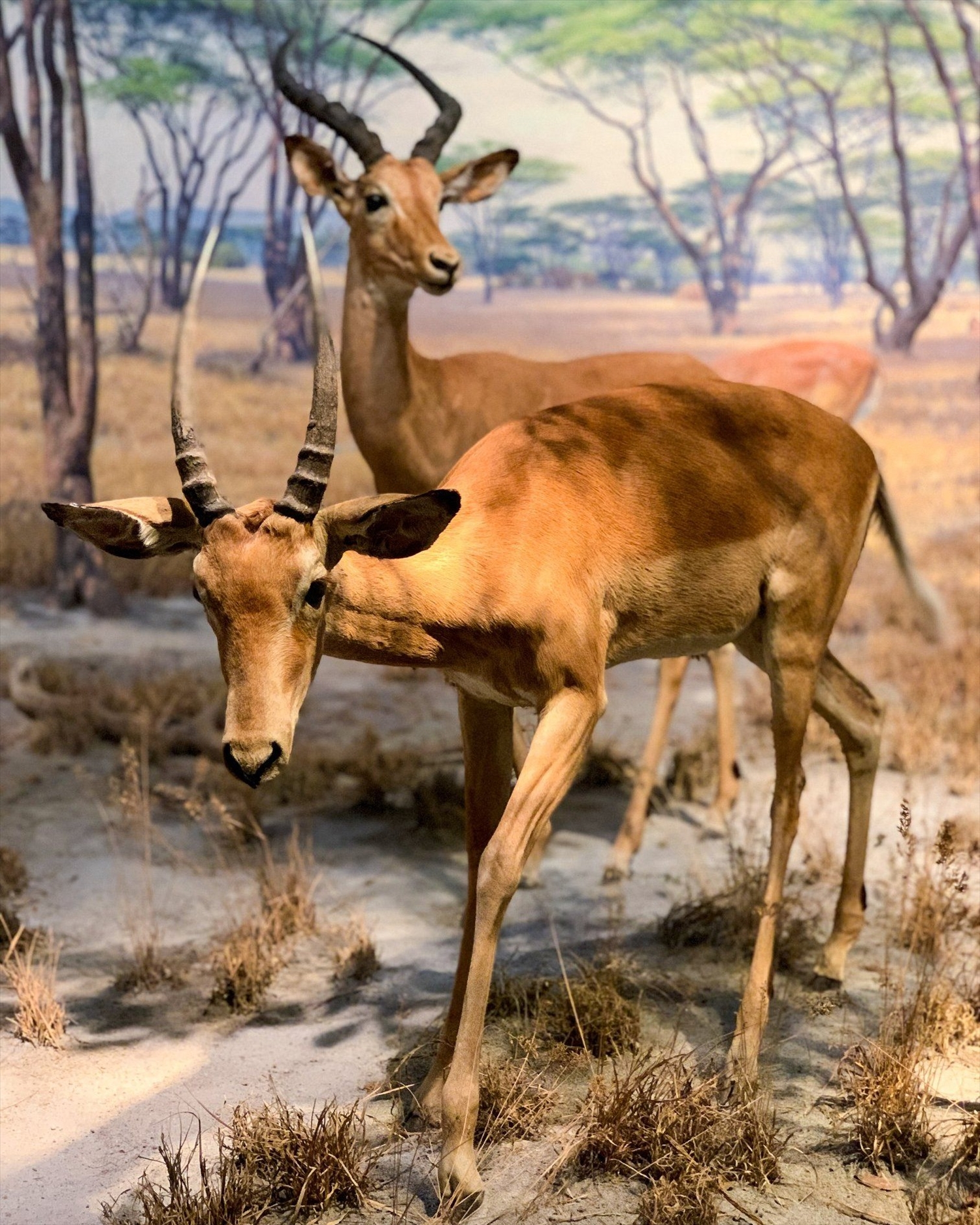 Hình ảnh những động vật hoang dã sống trong tự nhiên được trưng bày tại Bảo tàng 