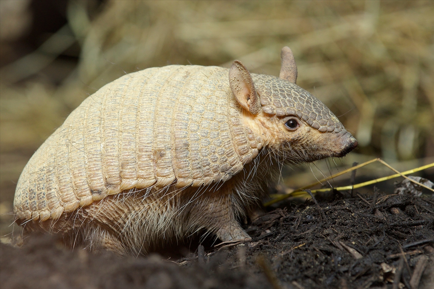 Screaming for the weekend? Here’s a critter you may be able to relate to: the screaming hairy armadillo (Chaetophractus vellerosus)! When under threat, this armored mammal lets out a loud squeal. Relative to other armadillo species, it has more hair on its body. This animal inhabits deserts, scrublands, and forests across Bolivia, Paraguay, and Argentina, where it lives in deep underground burrows.