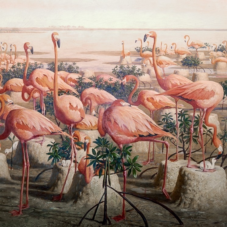 Bức tranh “Hồng hạc” từ Sảnh các loài chim Bắc Mỹ