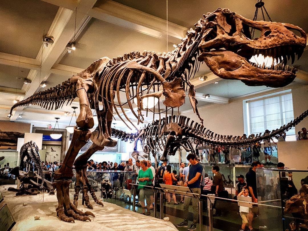 Du khách tham quan khu trưng bày những bộ xương khủng long thời cổ đại trong Bảo tàng.