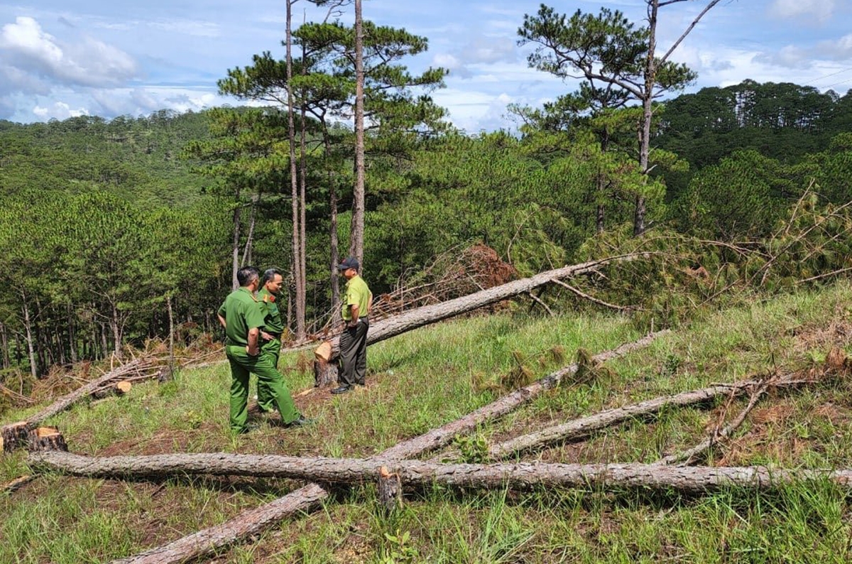 Hiện trường rừng thông bị triệt hạ