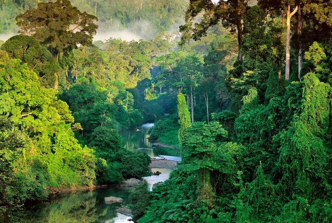 10 khu rừng cổ xưa nhất Trái Đất 2