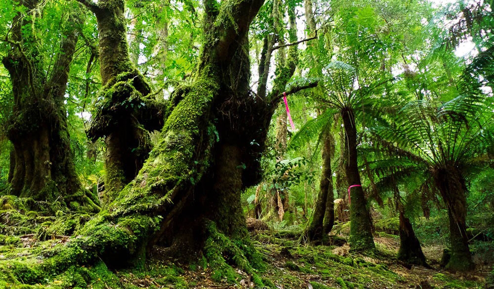 10 khu rừng cổ xưa nhất Trái Đất 12