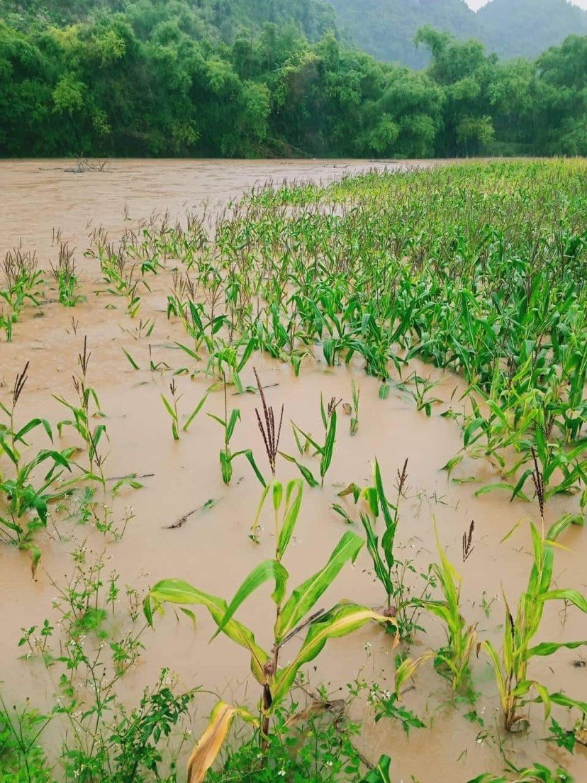 Nhiều diện tích cây trồng bị ngập úng do mưa lũ