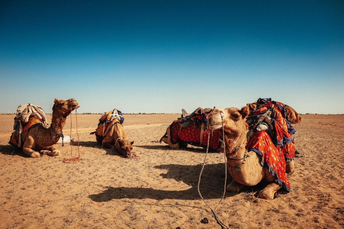 Những chú lạc đà nằm nghỉ ngơi sau sau chặng hành trình đưa khách băng qua các triền cát trên sa mạc