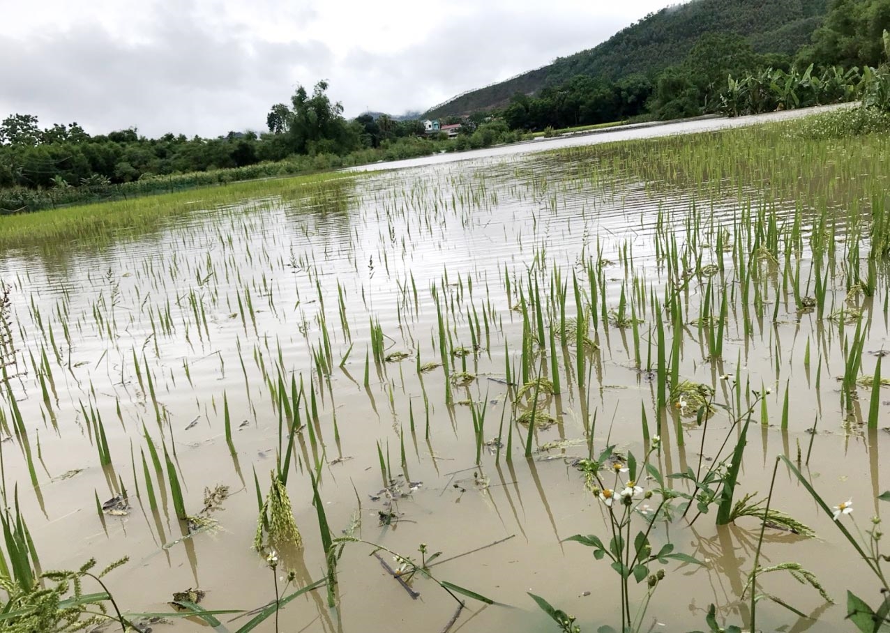 (Tin CTV) Đồng Quý (Tuyên Quang): Mưa lớn gây lũ lụt trên diện rộng 6
