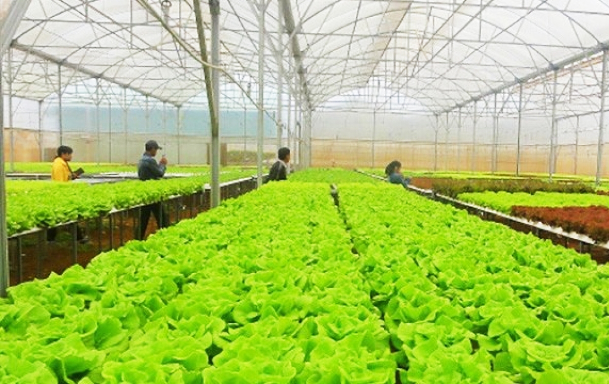 Tỉnh Lâm Đồng đẩy mạnh các mô hình nông nghiệp ứng dụng công nghệ cao