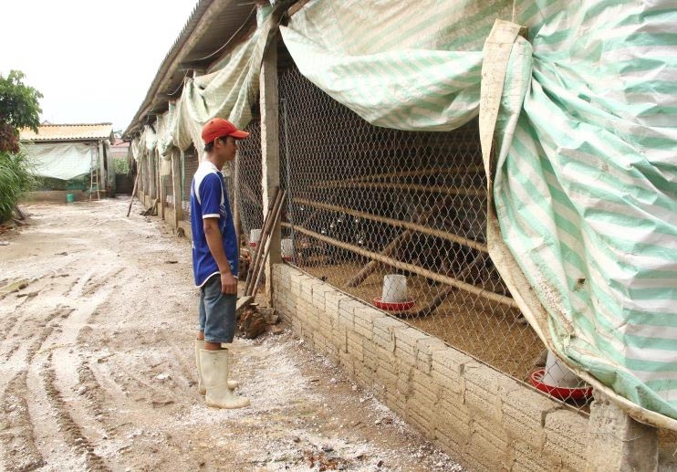 Trại gà ở xã Trường Xuân (Thọ Xuân) có hơn 2.100 con gà 65 ngày tuổi bị chết do ngập
