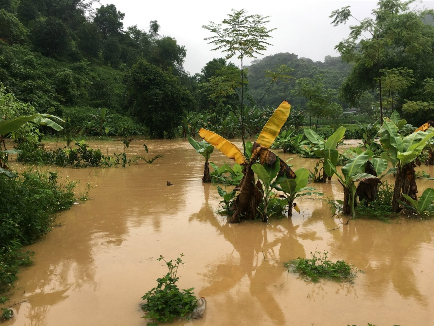 Mưa lũ gây ngập úng trên diện rộng ở xã Yên Nguyên, huyện Chiêm Hóa, tỉnh Tuyên Quang