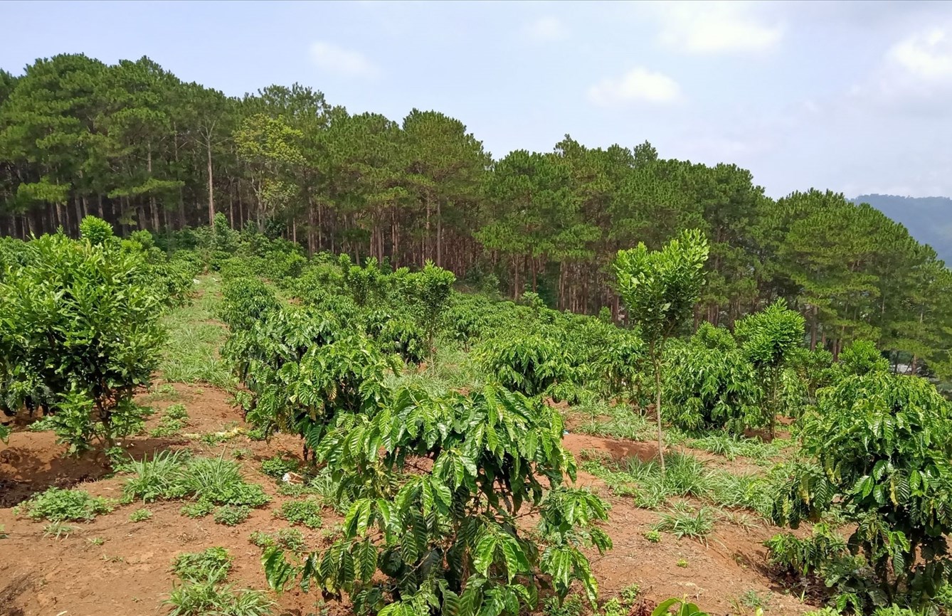 Thủ tục quyết định chuyển mục đích sử dụng rừng tại 2 tỉnh Thanh Hóa và Nghệ An. Ảnh minh họa