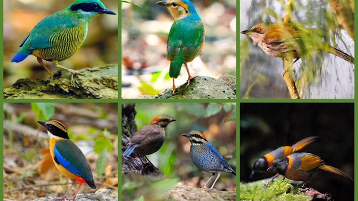 Tăng cường bảo tồn chim hoang dã, di cư tại Việt Nam