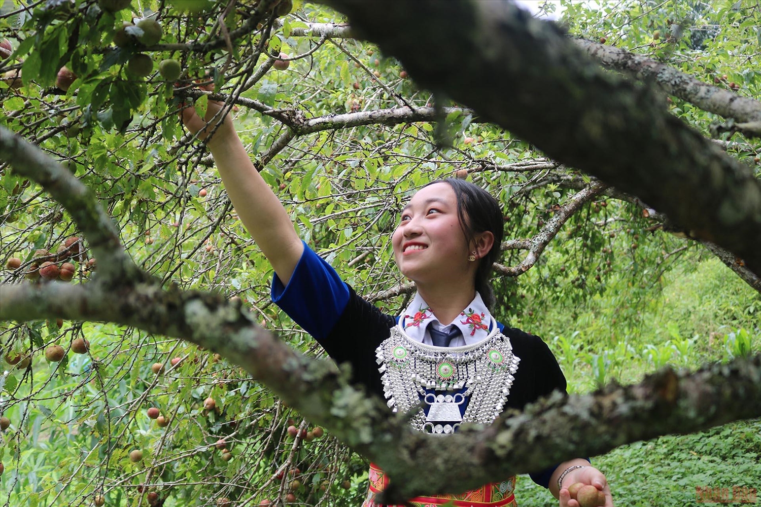 hiếu nữ người Mông tham dự Hội thi hái mận ở xã Mường Lống.