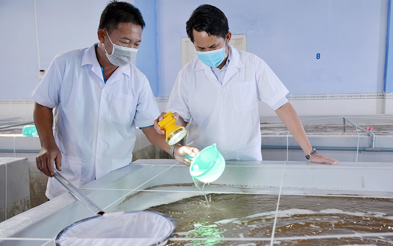 Trang trại sản xuất tôm giống theo công nghệ cao của Công ty cổ phần đầu tư S.6 (xã Tri Hải, huyện Ninh Hải, tỉnh Ninh Thuận). (Ảnh TTXVN)